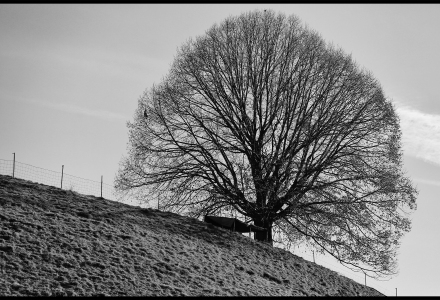 Baum im Entlebuch (c) by zoppoGRAPHY